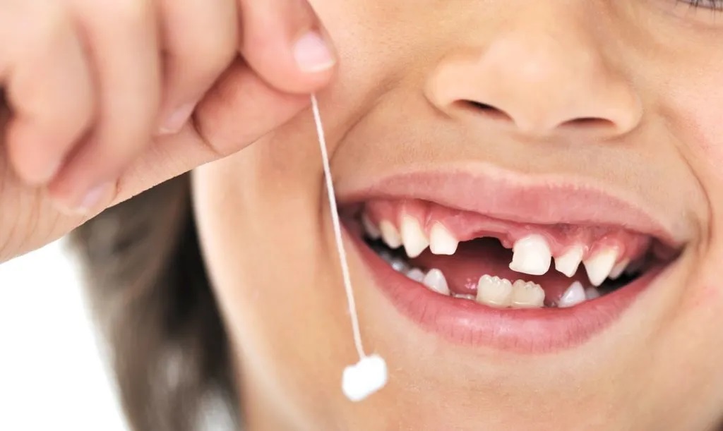 Milk Teeth to Permanent Teeth