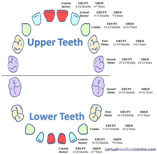 Best Pediatric Dentist in Pune