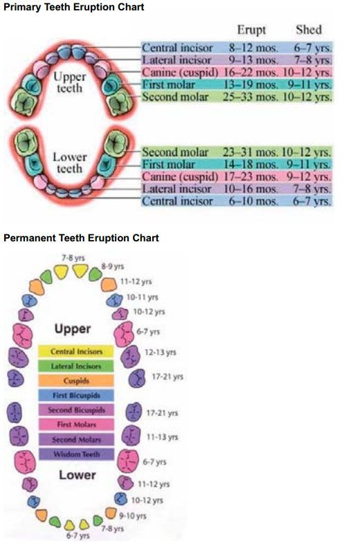 Milk teeth chart