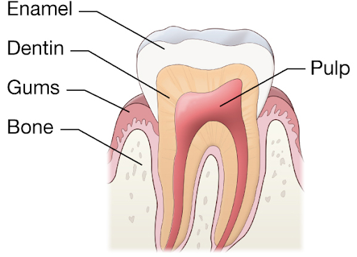 Tooth Pulp